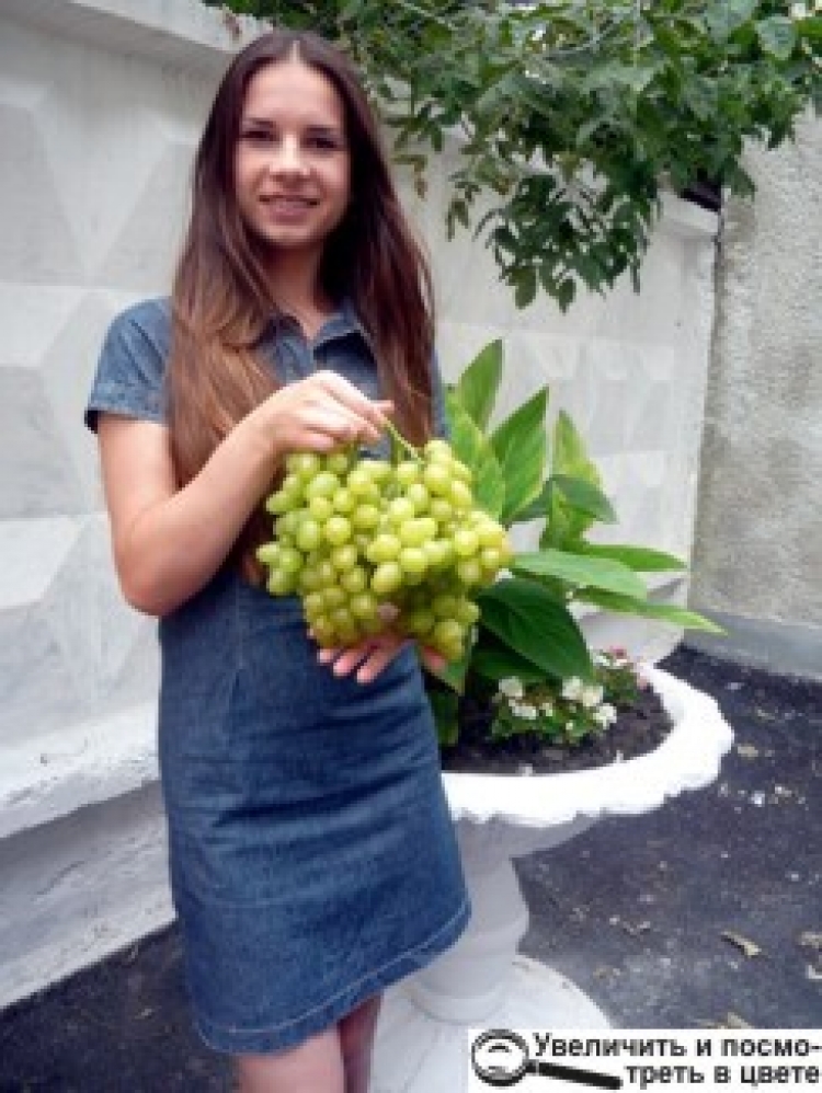 «Легка рука» здатна виростити… дуже важкий виноград
