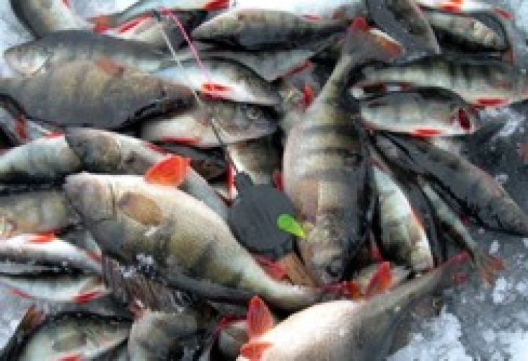 Недешева рибалка: браконьєрів оштрафували майже на 20 тисяч гривень
