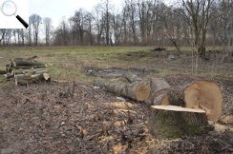На Житомирщині, зокрема на Звягельщині, безкарно вирубують ліси