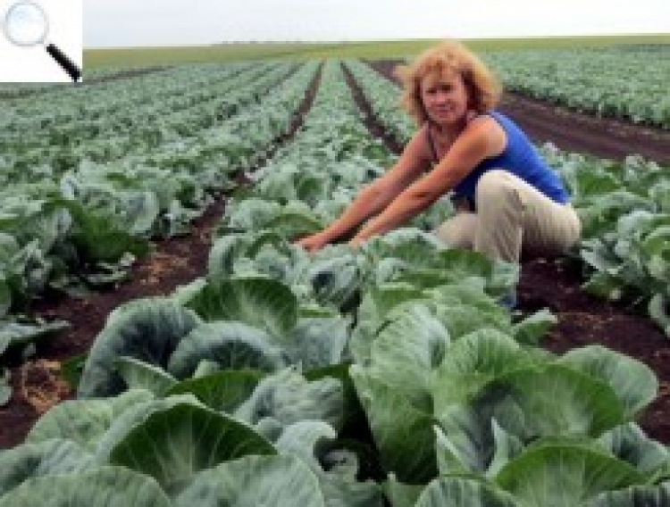 «Перший національний аграрний кооператив» — новий проект для відродження сіл Звягельщини