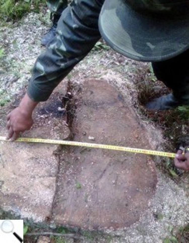 Троє жителів Житомирської області зрізали під корінь 150-річний дуб-велетень