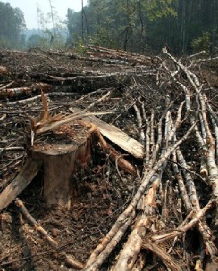 У лісі біля Городниці вчинили незаконну вирубку 77 дерев