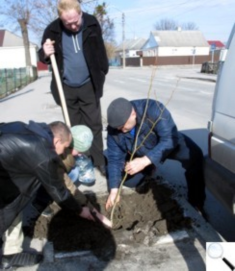 Понад півсотні молодих дерев висадили по вулицях Героїв Майдану і Лесі Українки