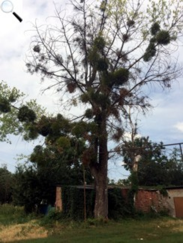 Мешканці дякують: аварійне дерево зрізали на 56-ий день…
