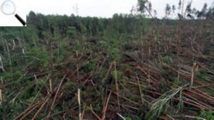 Торнадо, град, повалений ліс на площі понад 500 гектарів — Звягельщина зазнала потужного удару стихії