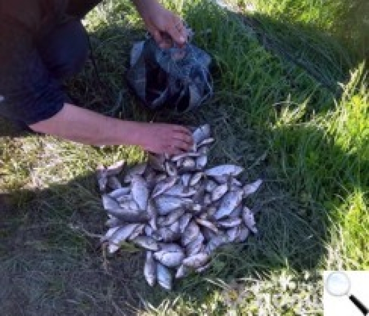 На Звягельщині упродовж кількох тижнів поліцейські зафіксували понад 30 випадків незаконного вилову риби