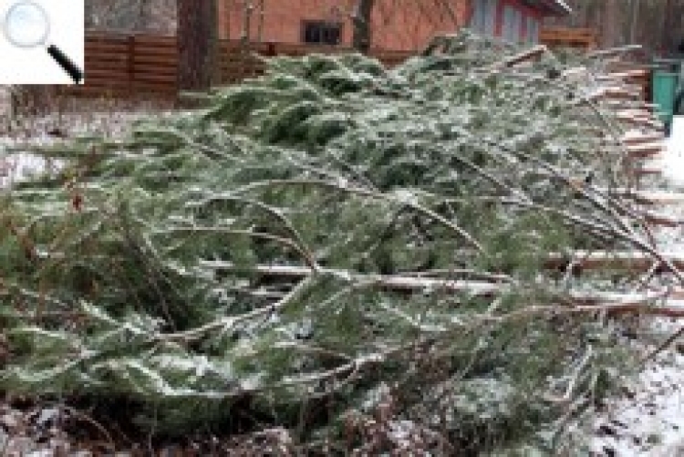 Головну новорічну ялинку Києва складуть із 400 дерев, зрізаних на Житомирщині