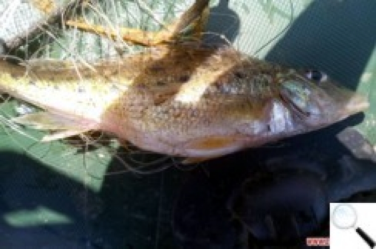 У Новоград-Волинському районі знайшли червонокнижну рибу, що водиться в басейнах Чорного й Азовського морів
