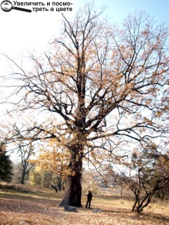 Козацький дуб, що знаходиться­ поблизу колишнього маєтку Мєзенцевих