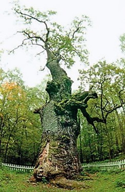 Найстаріший 1350-річний дуб в Україні, що росте на Рівненщині