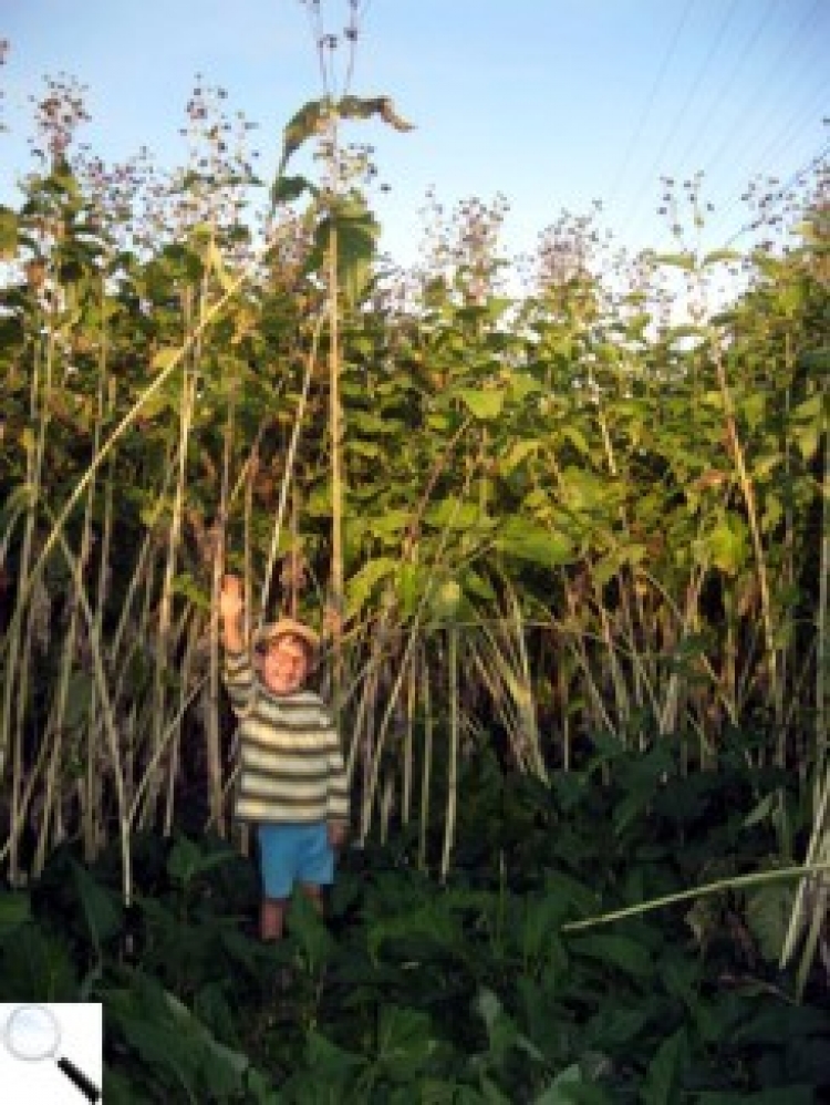 «Зелена революція» фермера у Кикові