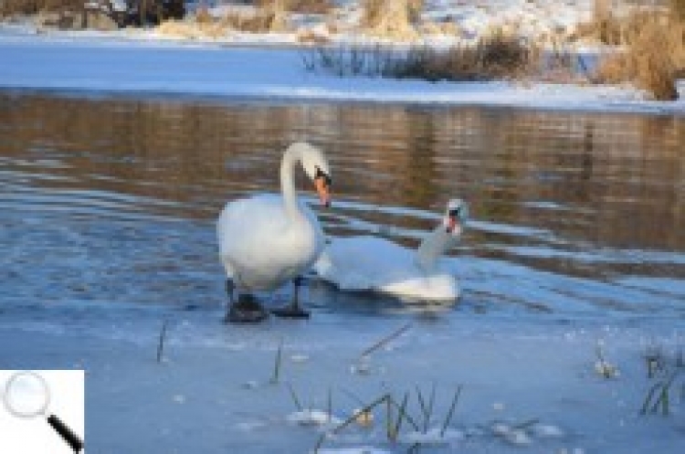 Красені-лебеді — традиційні зимові гості на Случі