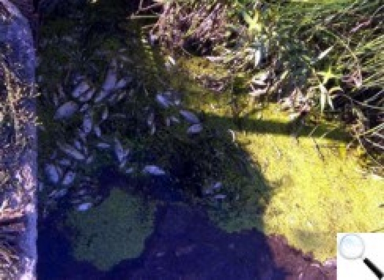На річці Рудні в Новоград-Волинському районі виявлено понад тисячу екземплярів мертвої риби