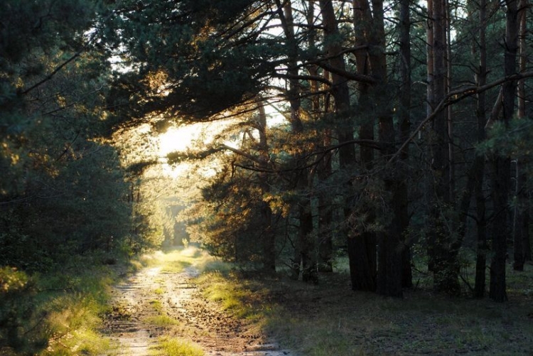 Рада оборони Житомирщини  дозволила населенню відвідувати ліси